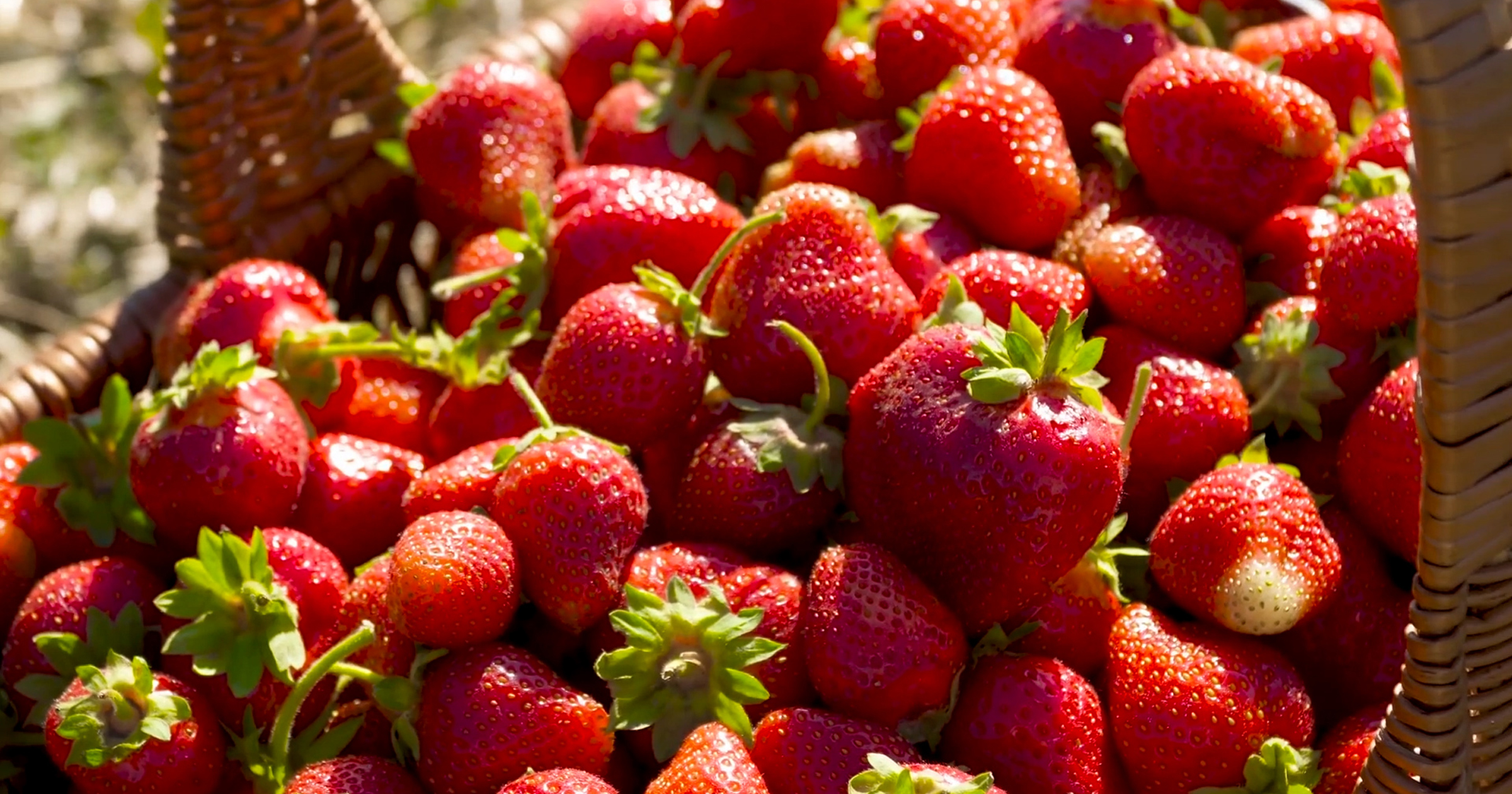 W&M Research: Junk DNA and the Strawberry Genome