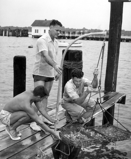 The World's Your Oyster: With harvets of wild oysters down 96 percent from historical highs, VIMS scientists have played a crucial role in bringing back this Chesapeake icon, using methods that include oyster reef restoration and aqua-culture.