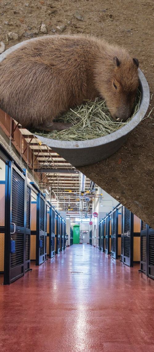 ANIMAL KINGDOM: The ARK's facilities at JFK are designed to house the wide variety of animals in their care.