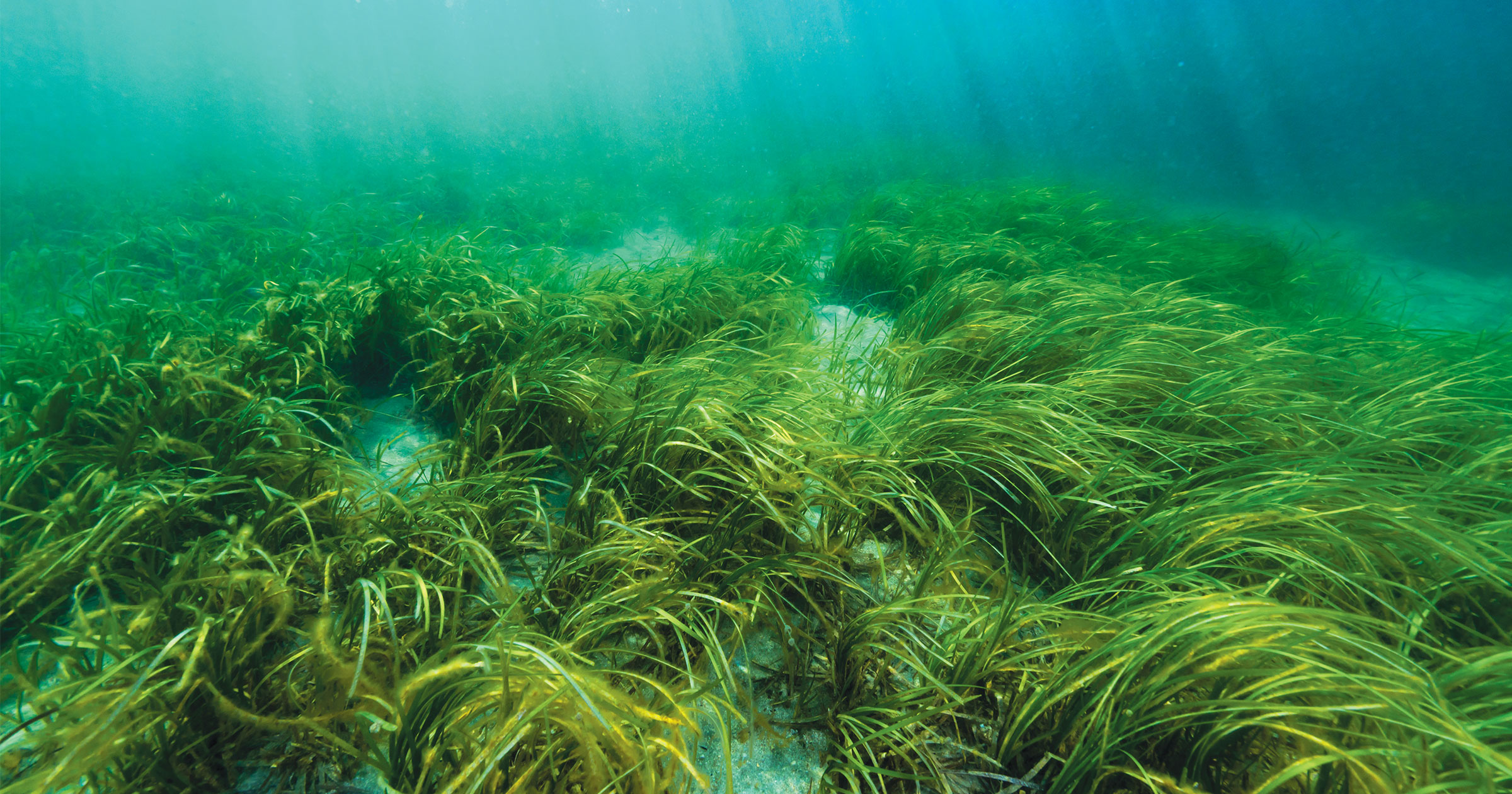 seagrass_thumbnail.jpg