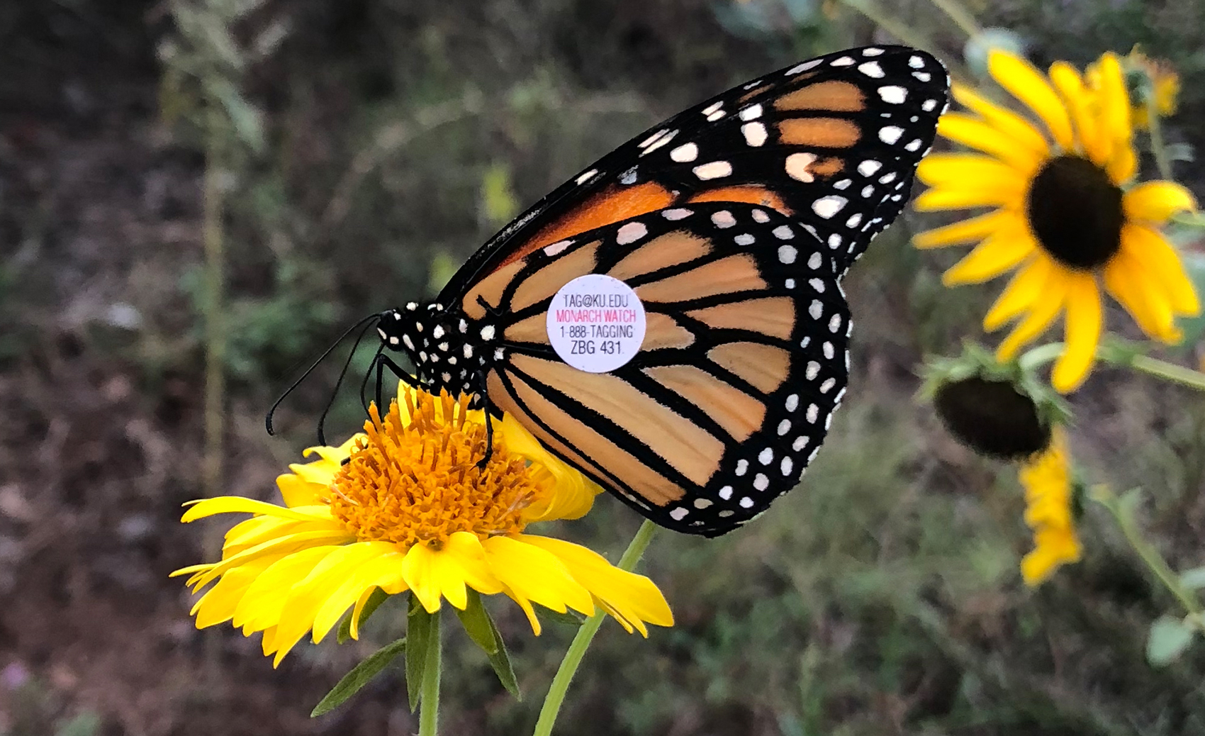 monarch butterfly sitting on flower