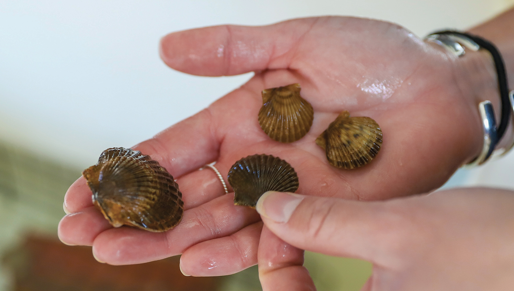 hand holding four bay scallops