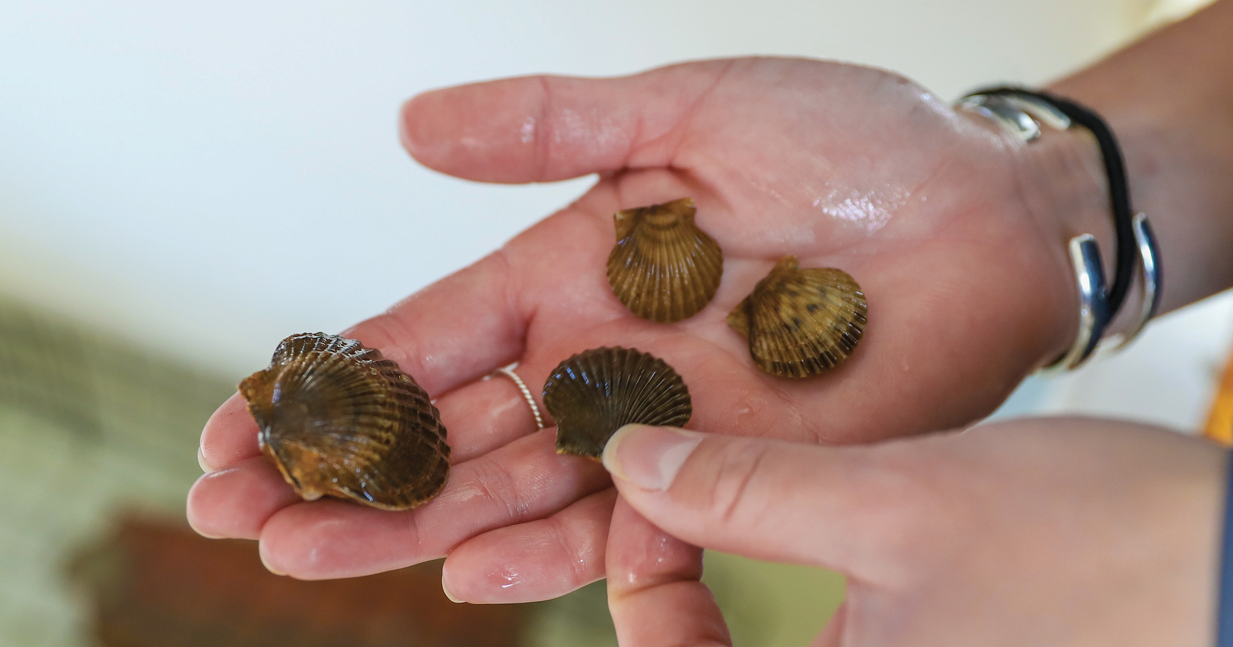 Mollusks on the Move