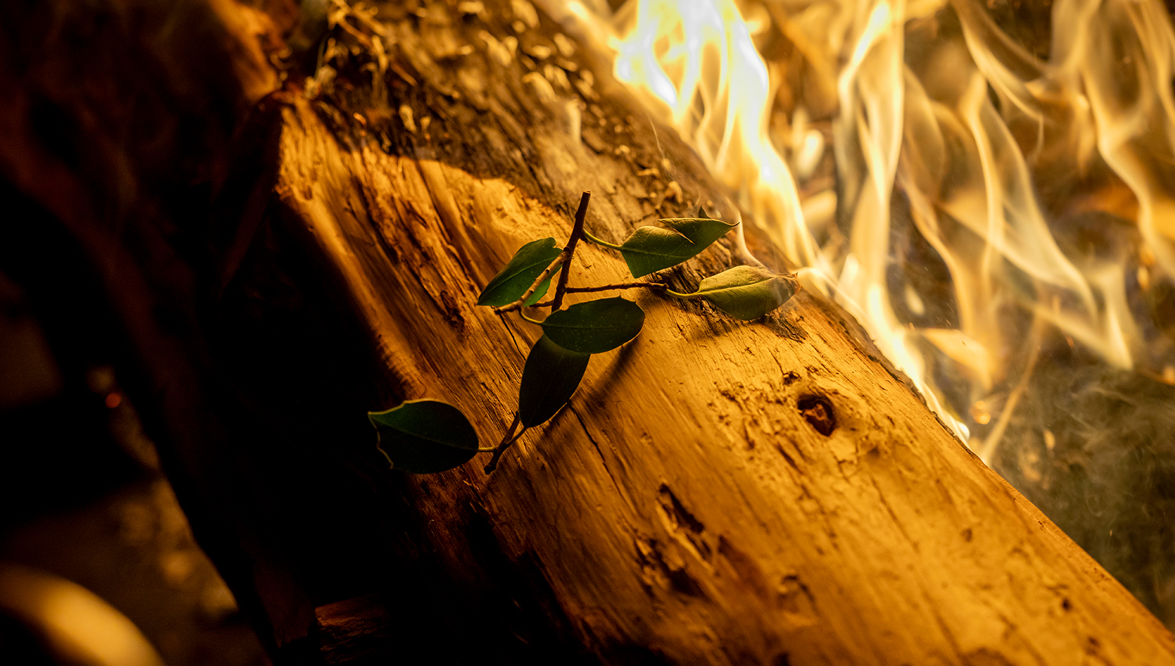 burning log with sprig of holly laying on top