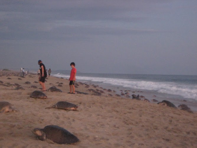 Carlinos with sea turtles