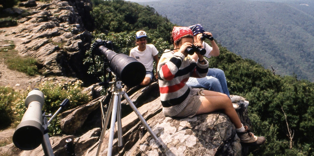 Restoring the Peregrine Falcon