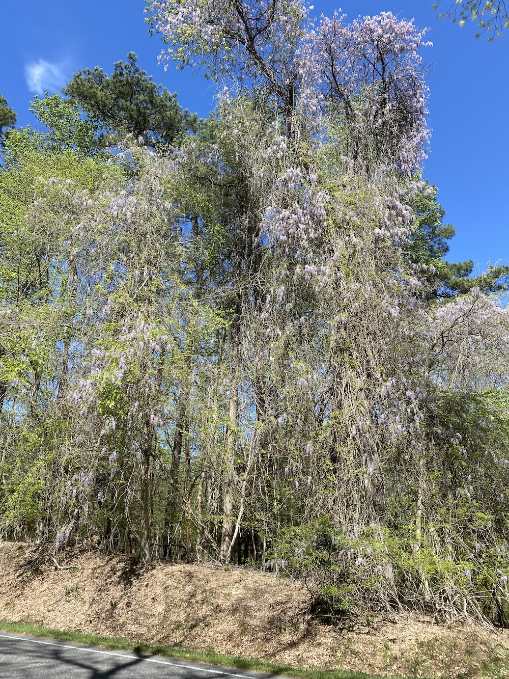 Flowering Wisteria vines on College Terrace