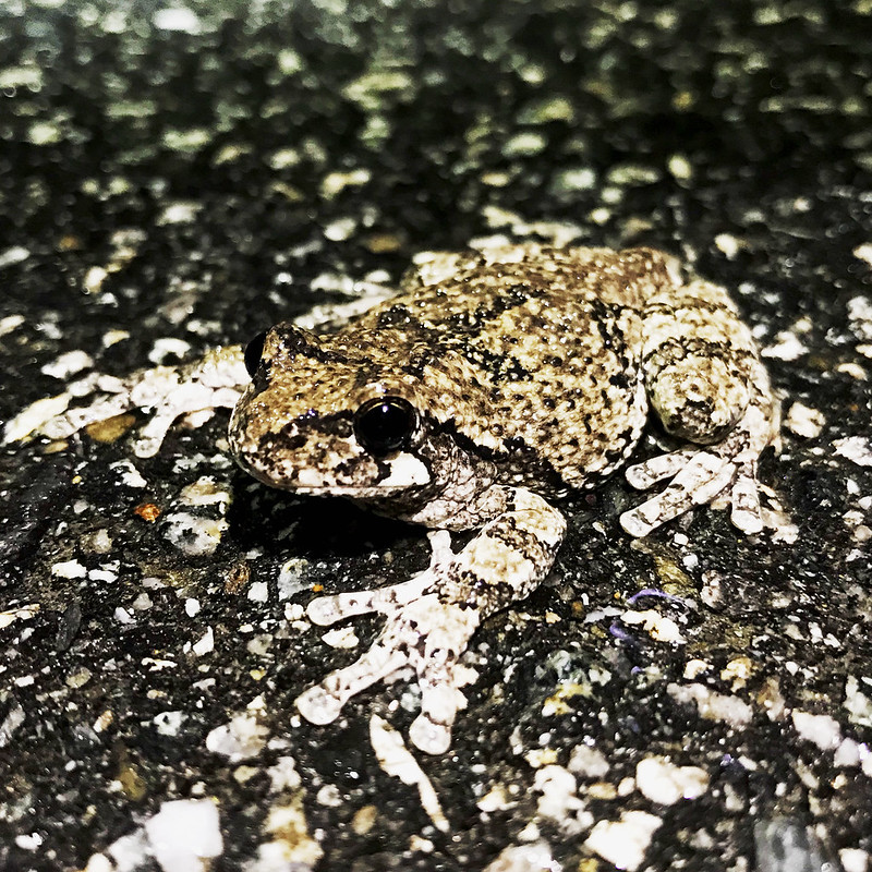 A frog camouflages onto a road