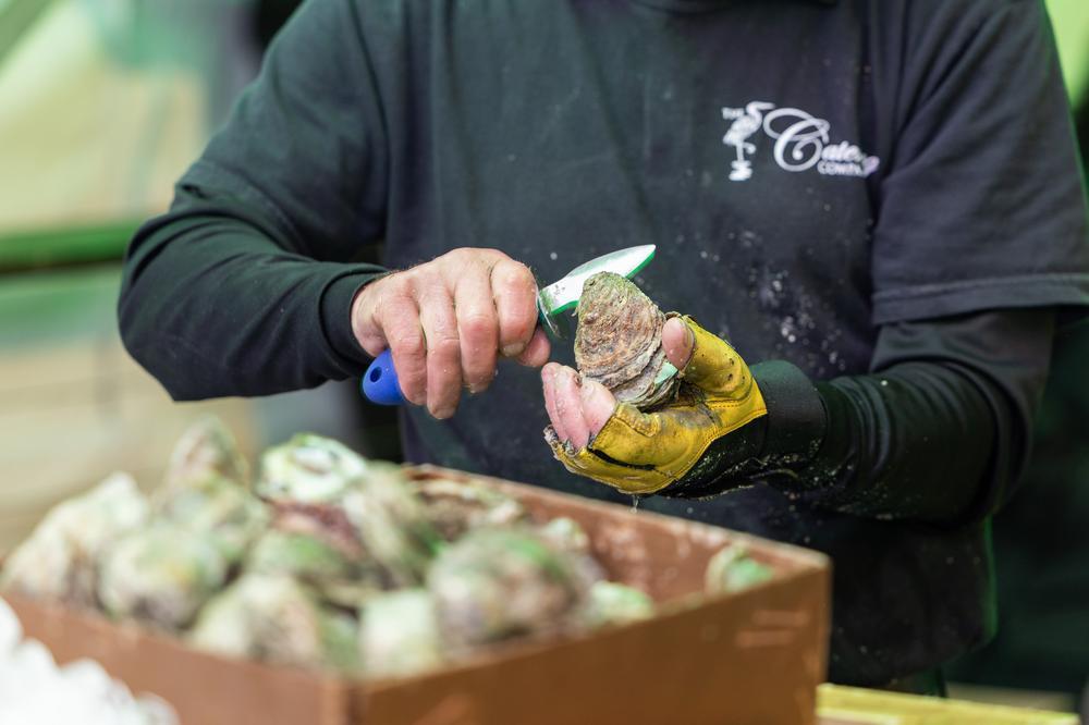 Friday Night Foodie Fest - oysters