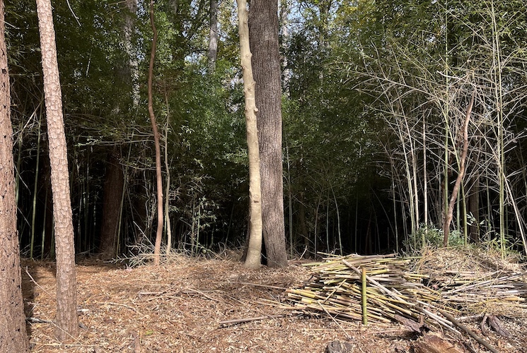 After clearing, a holly tree stands free of bamboo.