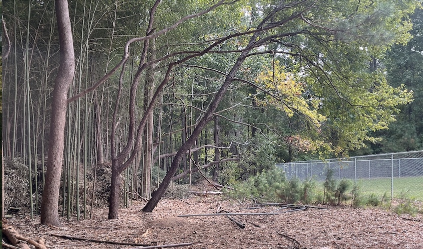 Trees lean toward the Southern sun.