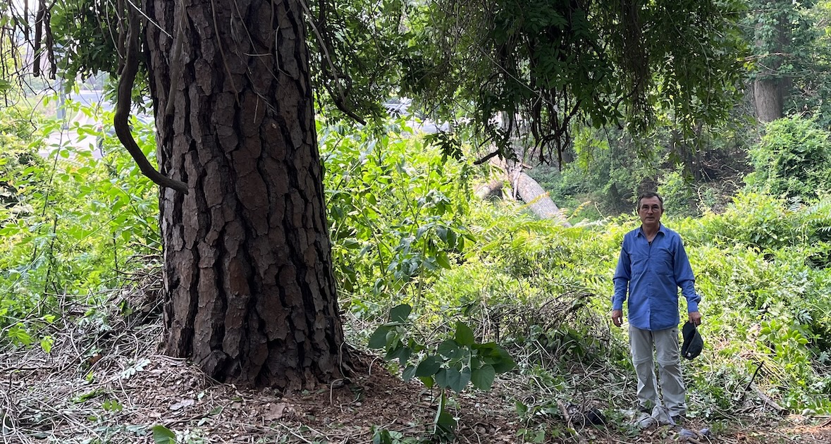 Restoring Williamsburg’s woods, one plant at a time