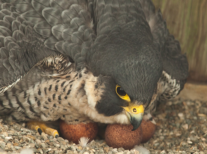 Female peregrine falcon turns her eggs