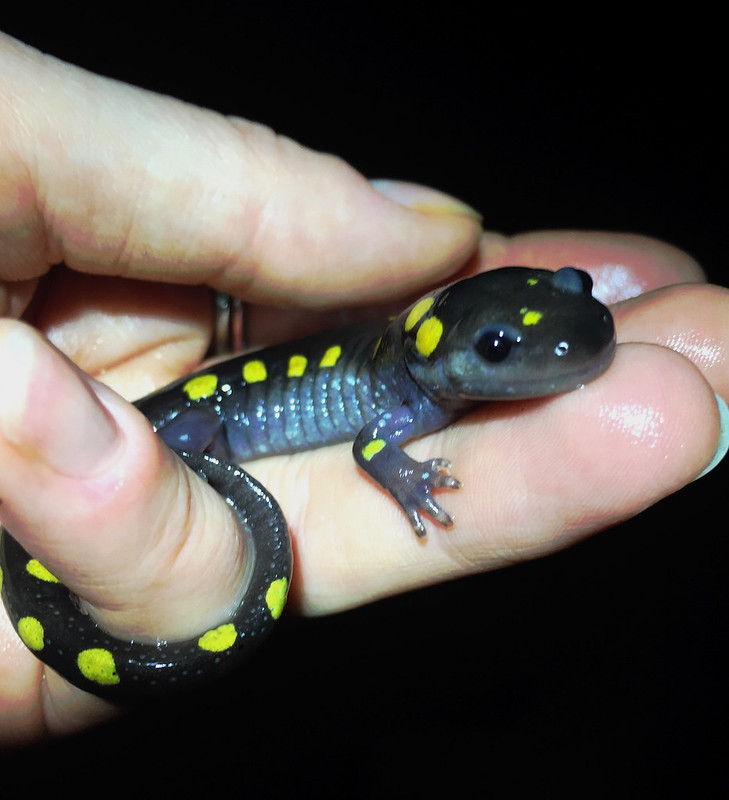 A salamander is held in a volunteer's hand