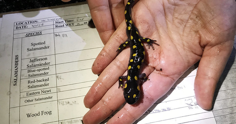 salamander-in-hand-tb.jpg
