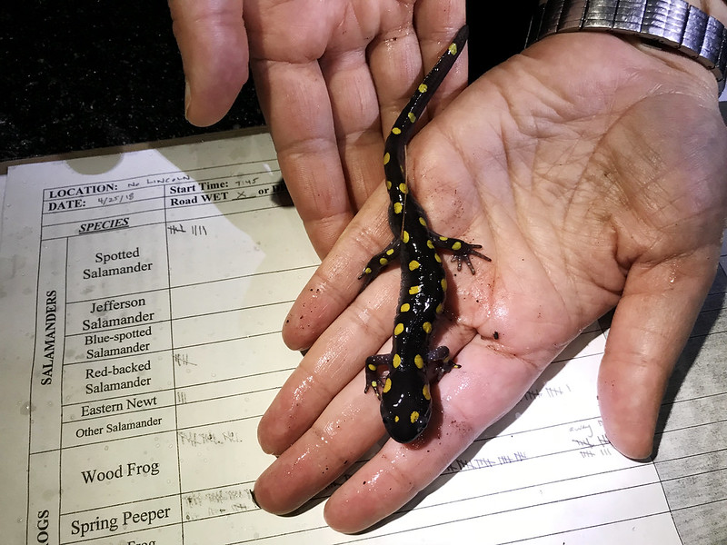 A salamander rests on a volunteer's hand, above a data sheet.