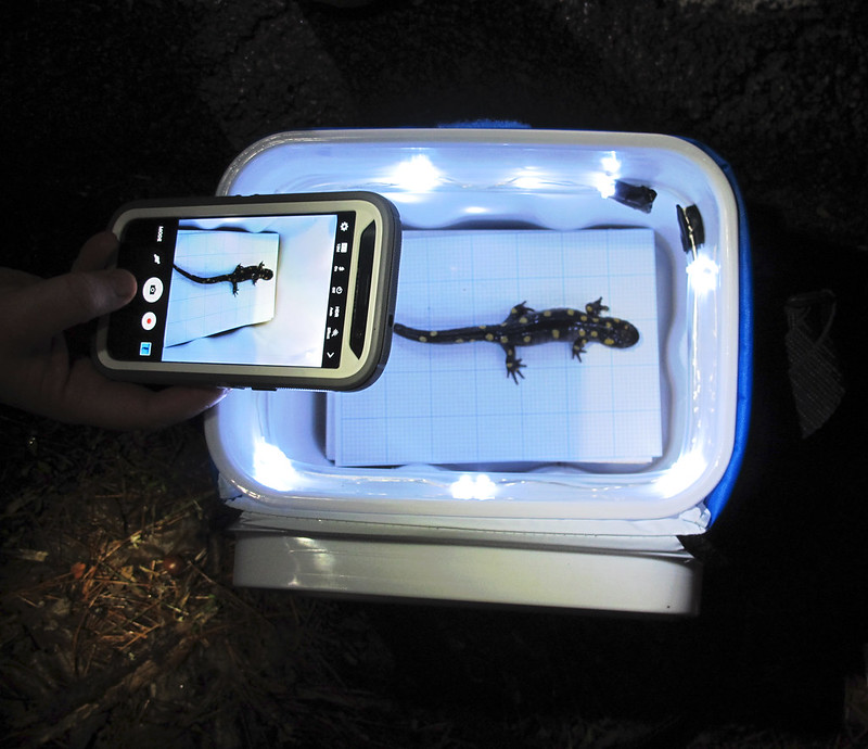 A salamander has its photo taken in a lightbox.