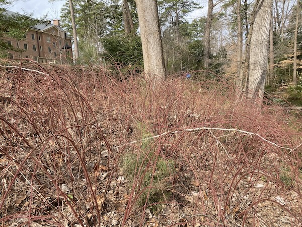 Wineberry canes around Crim Dell