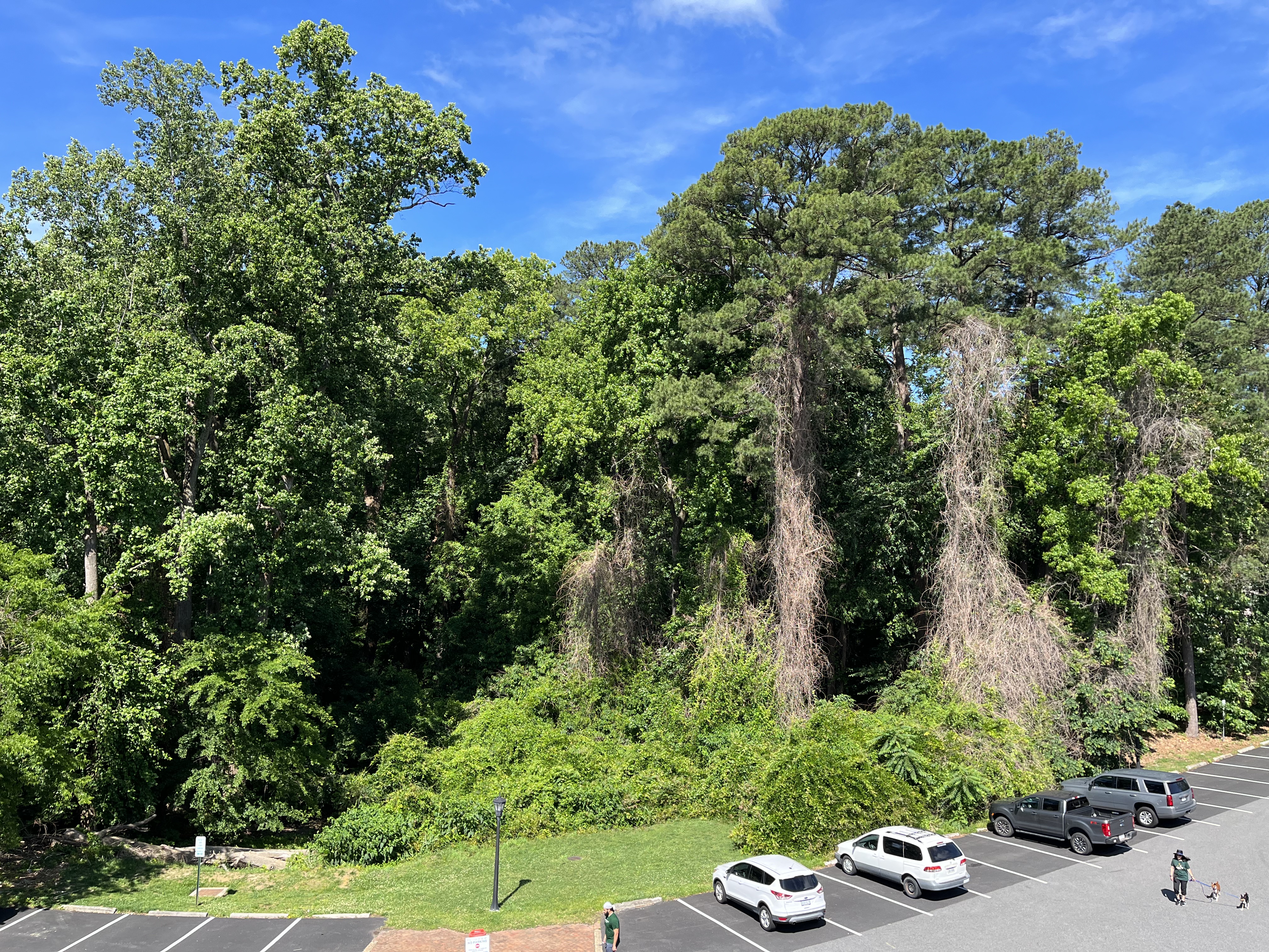 Dead wisteria vines climbing trees, among a field of wisteria, from the W&M Alumni House roof, June 2023