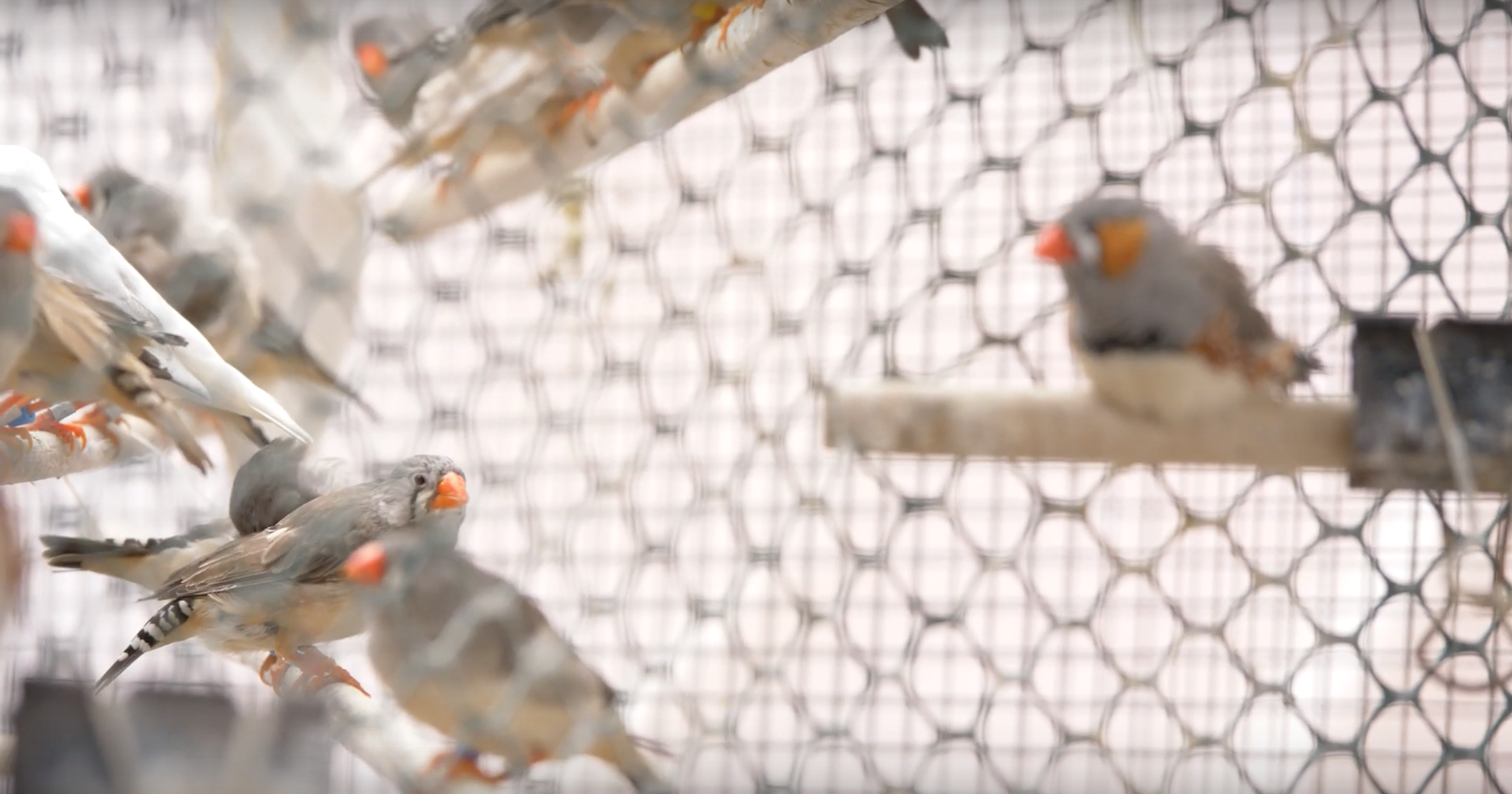 W&M Research: Saving Birds with Sound Waves